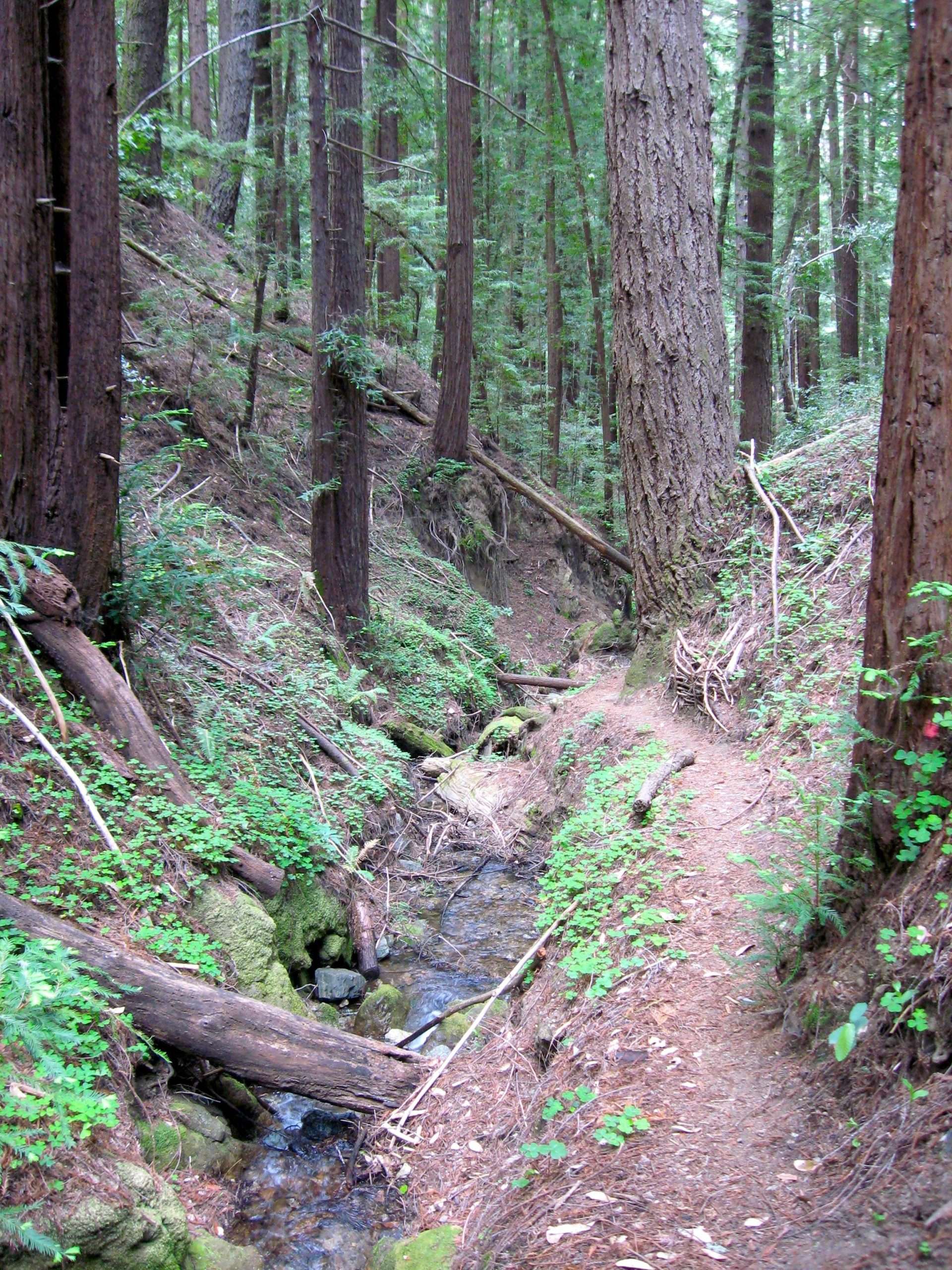 marshall creek, ben lomond, ca